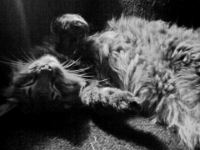 Hemes  The Cat20100518 0082